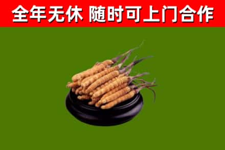 商丘回收冬虫夏草